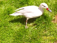 Bentley Wildfowl and Motor Museum 1079731 Image 4